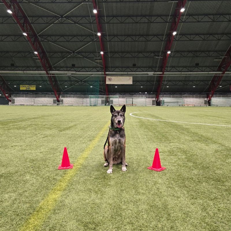 servicio de adiestramiento canino en tenerife