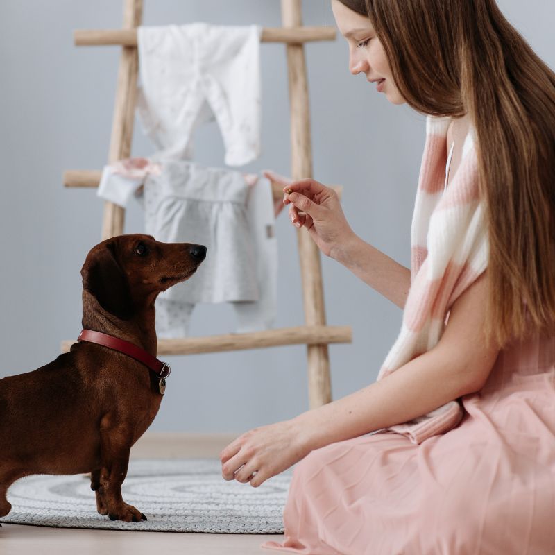 entrenar perro en casa