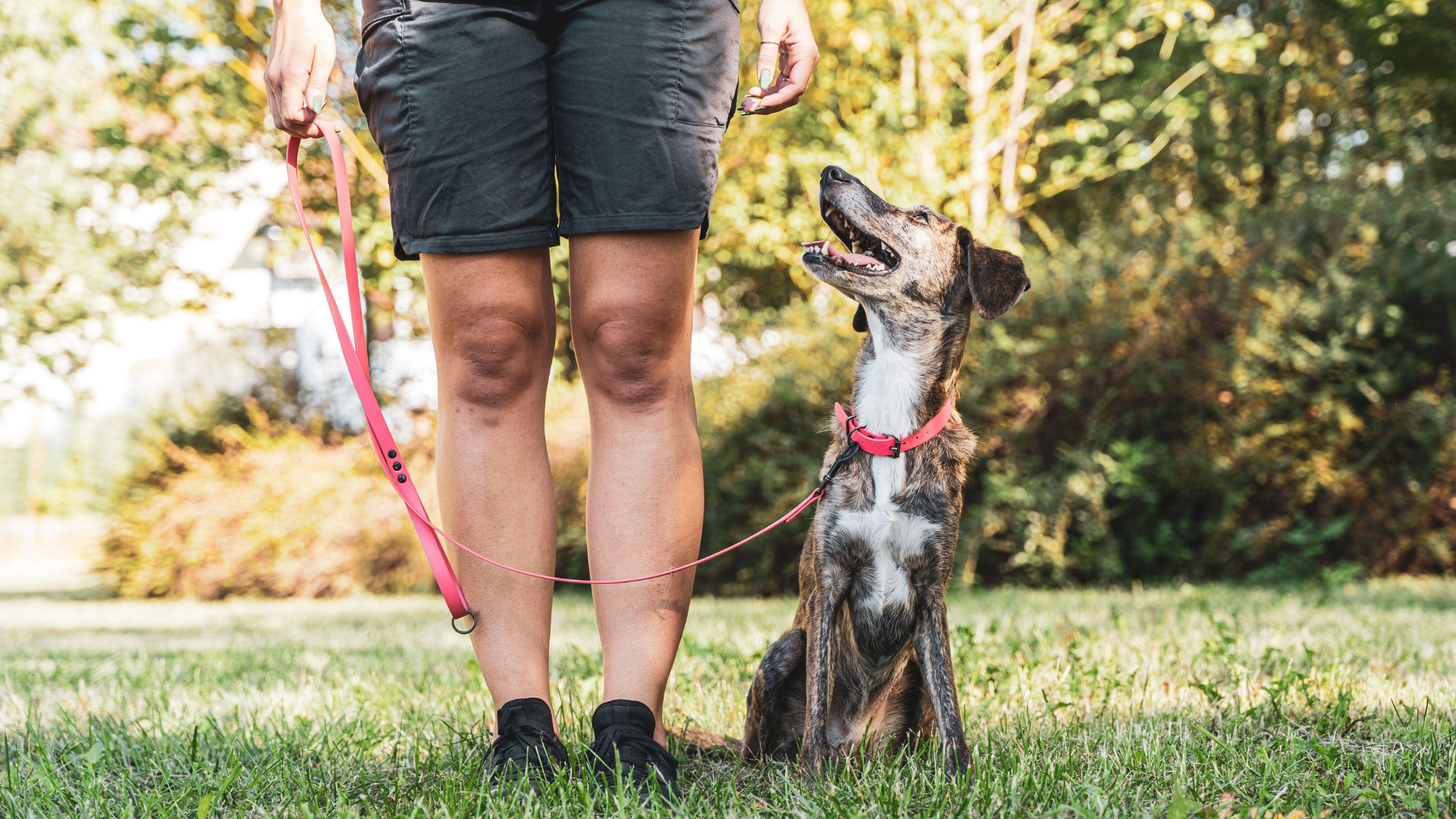 educador canino en tenerife