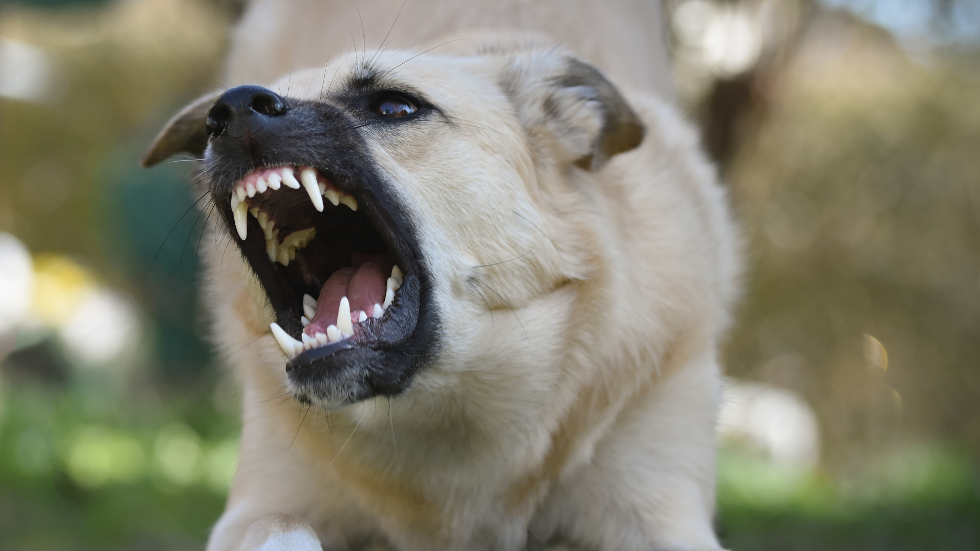 problemas de conducta en perros