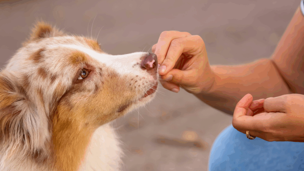 errores comunes al educar perros