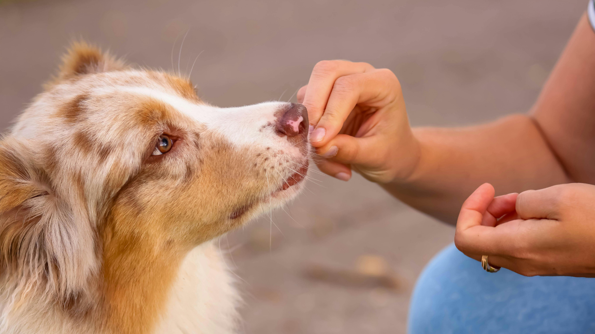 errores comunes al educar perros
