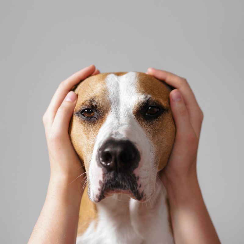tratar fobias en perros