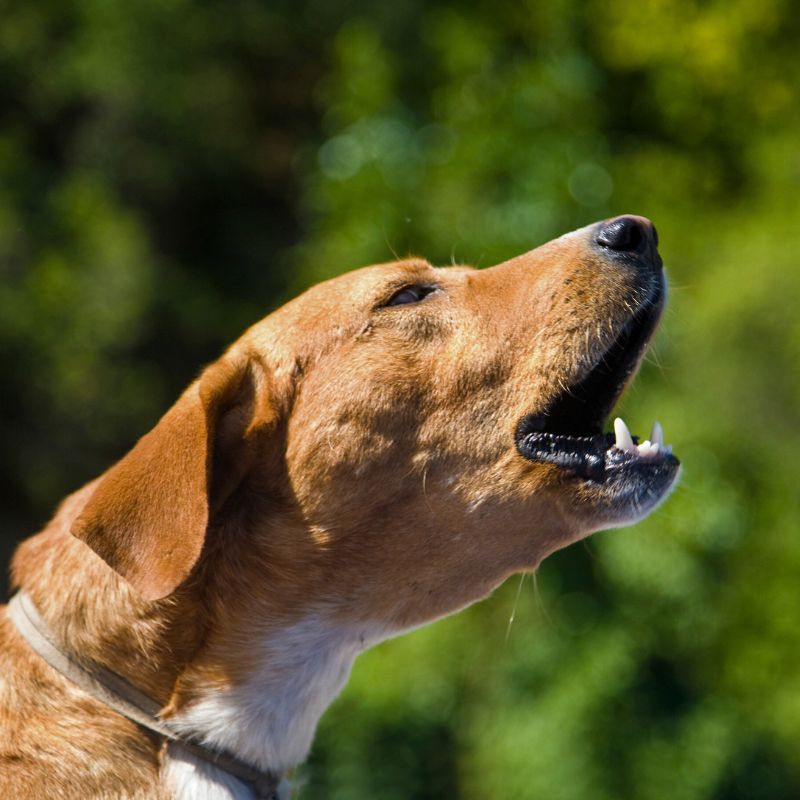 diagnostico perro agresivo